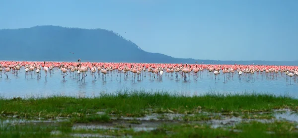 Koppels van flamingo — Stockfoto