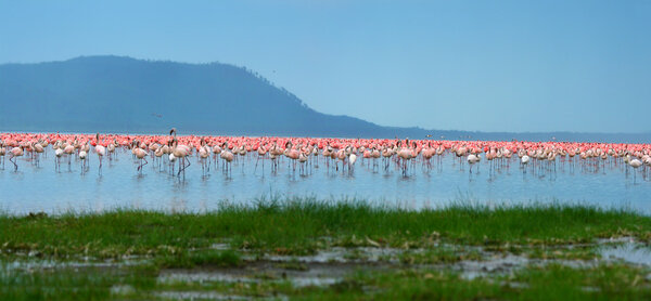 Flocks of flamingo