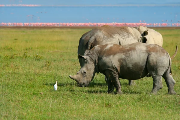 Rinoceronte en la naturaleza —  Fotos de Stock