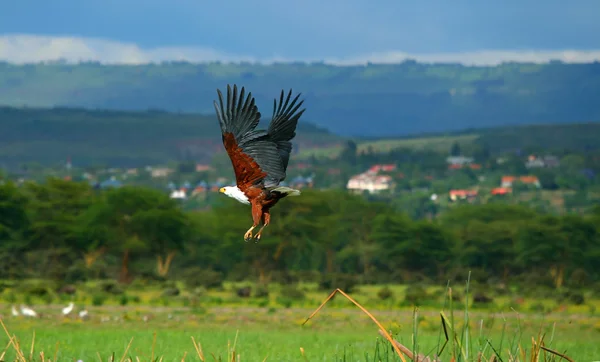 Летящий африканский орёл — стоковое фото