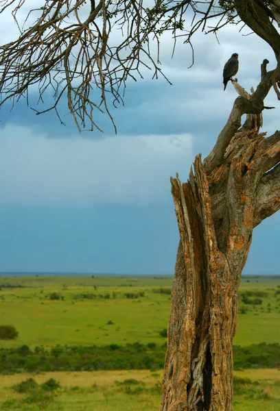 Árvore seca e águia — Fotografia de Stock