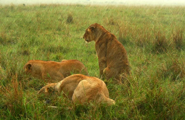 Familie van leeuwen onder de regen — Stockfoto