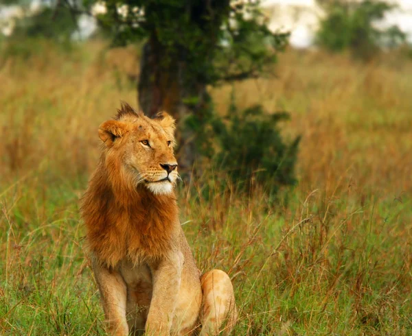 Fiatal vadon élő afrikai oroszlán — Stock Fotó
