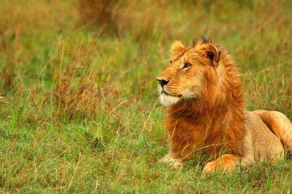Jovem leão africano selvagem — Fotografia de Stock