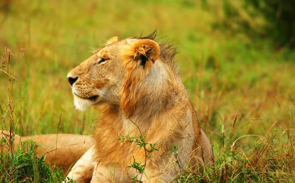 Портрет молодого африканського лева — стокове фото