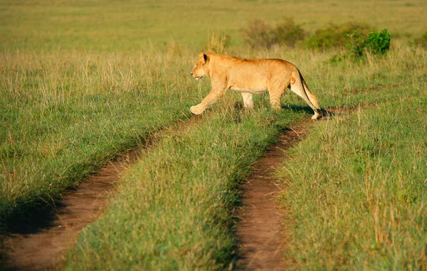 Leul african sălbatic — Fotografie, imagine de stoc