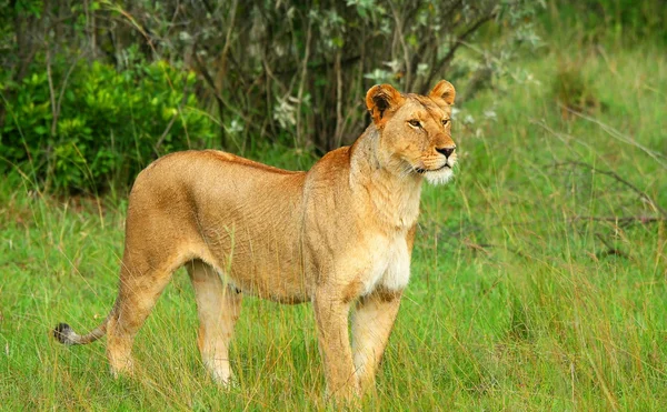Leona africana salvaje —  Fotos de Stock