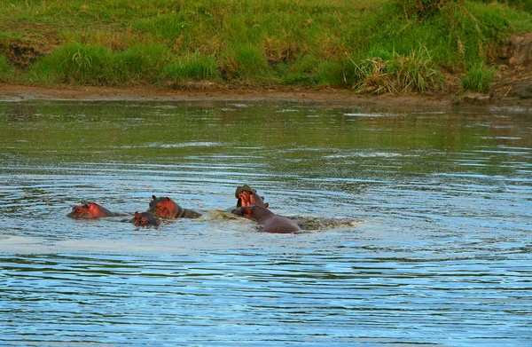Familie van nijlpaarden in het meer — Stockfoto