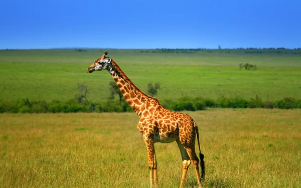 Girafa africana selvagem — Fotografia de Stock