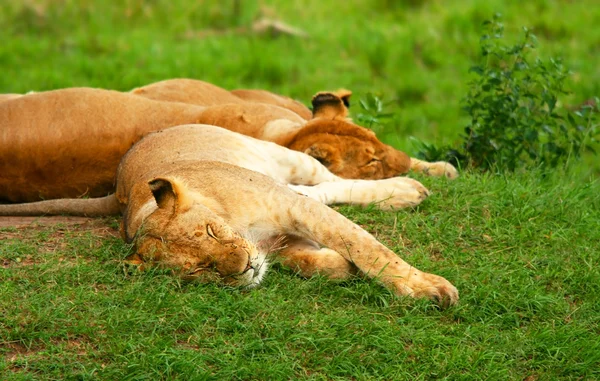 Ύπνου λιοντάρια — Φωτογραφία Αρχείου
