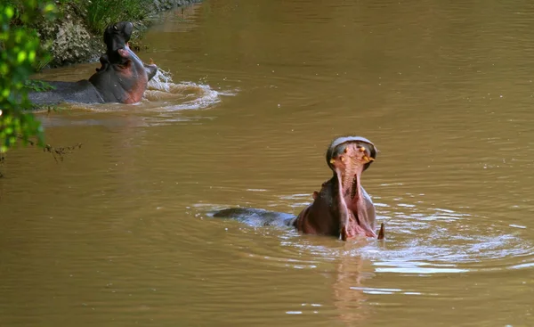 Hipopótamos — Fotografia de Stock