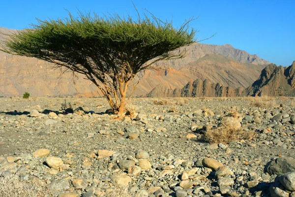 Omans Çölü'nde tek ağaç — Stok fotoğraf