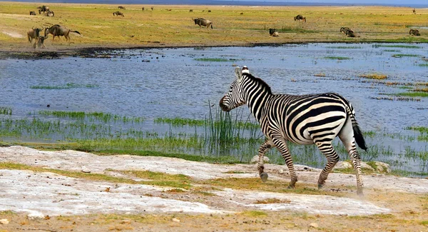 Africký divoký zebra — Stock fotografie