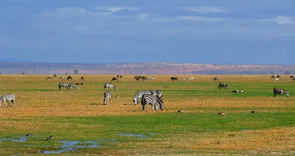 Afrika vahşi zebra — Stok fotoğraf