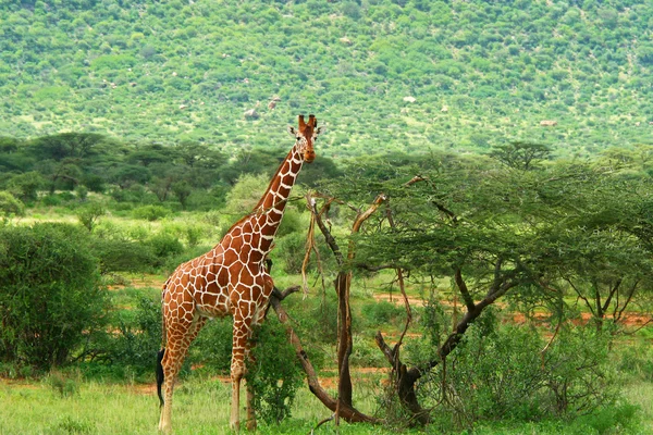 Giraffe in freier Wildbahn — Stockfoto