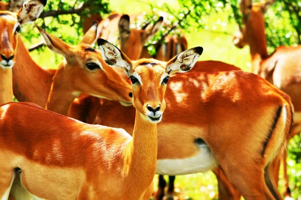 Vilda antilop — Stockfoto