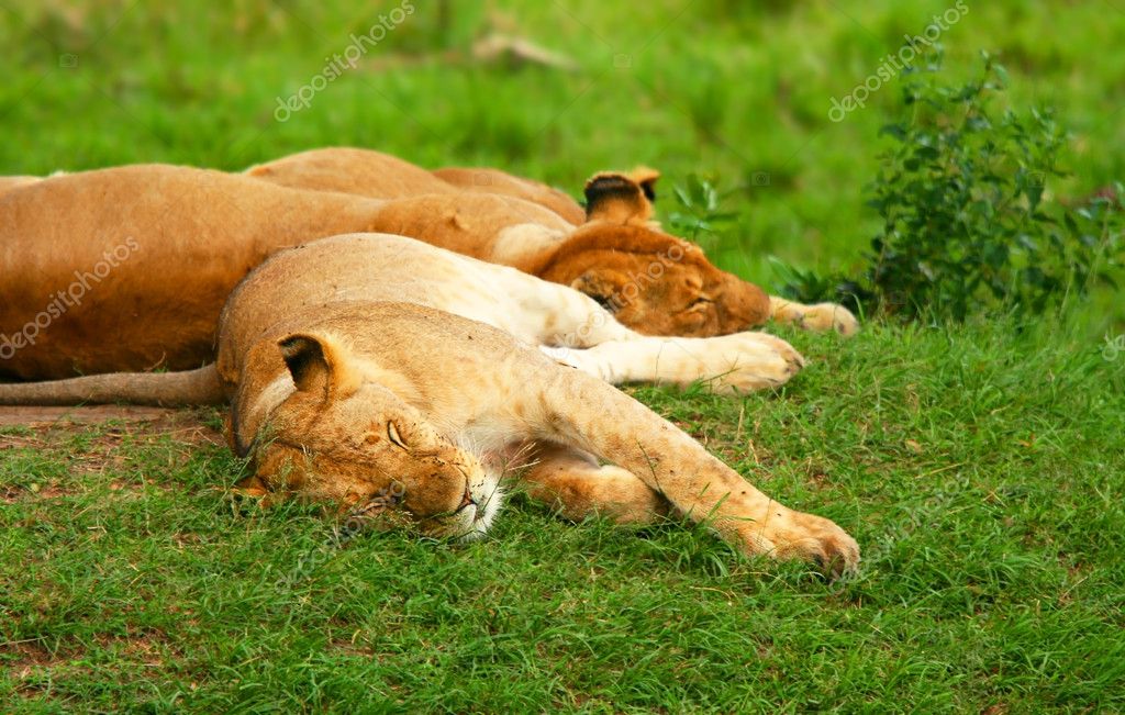 Leones durmiendo fotos de stock, imágenes de Leones durmiendo sin royalties  | Depositphotos