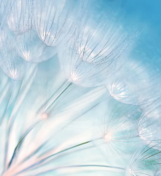 Абстрактний фон з квітів кульбаби — стокове фото