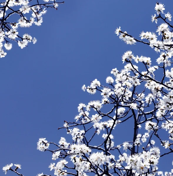 Blooming tree — Stock Image Blooming tree Royalty Free Stock Images