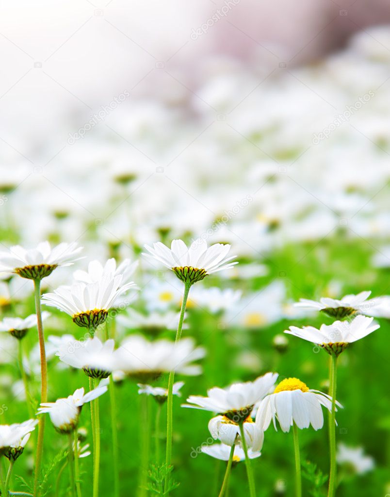 Spring field of daisies