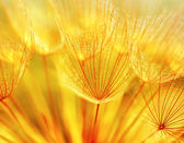 abstraktní Pampeliška květin pozadí