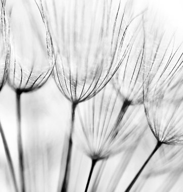 Abstract dandelion flower background