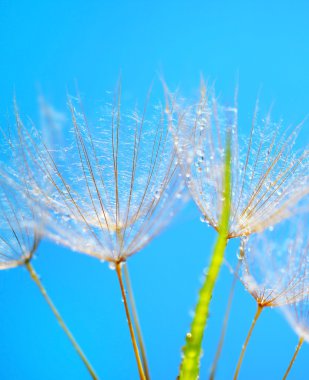 Abstract dandelion flower background clipart