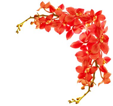 Red orchid border clipart