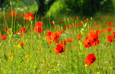 Poppy meadow clipart