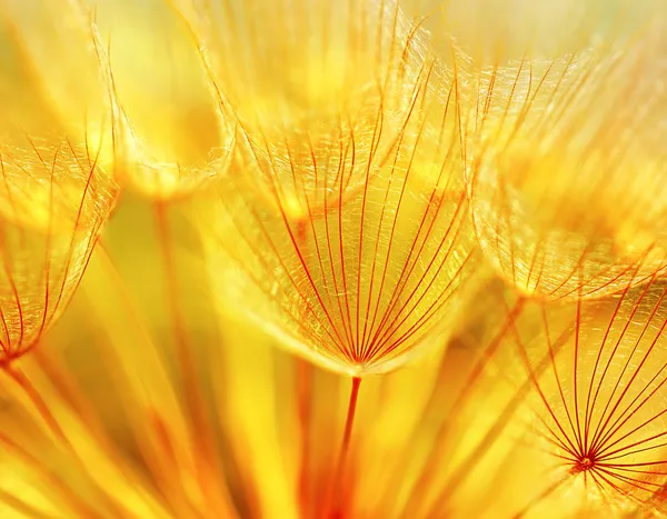 Abstrait fond de fleur de pissenlit — Photo