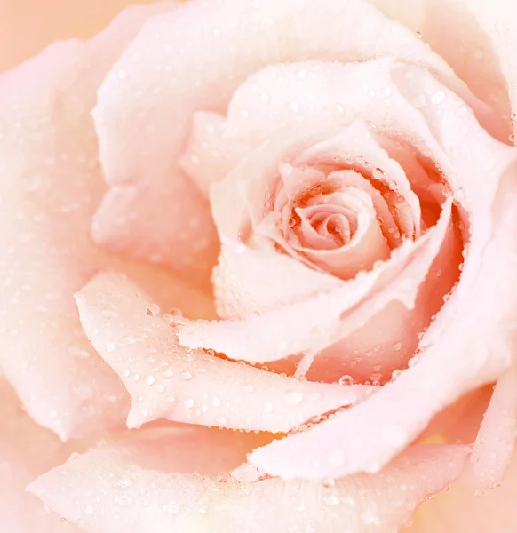 Rosa rosa mojada fondo —  Fotos de Stock