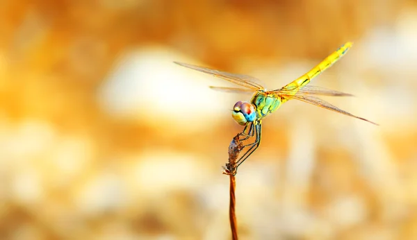 Closeup portrait of dragonfly — Stock Photo, Image