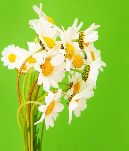 Stokrotka świeże kwiaty — Zdjęcie stockowe