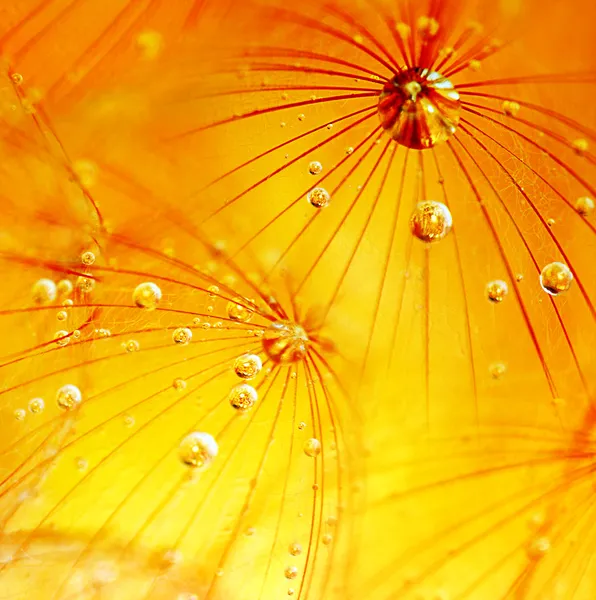 抽象的なタンポポの花の背景 — ストック写真
