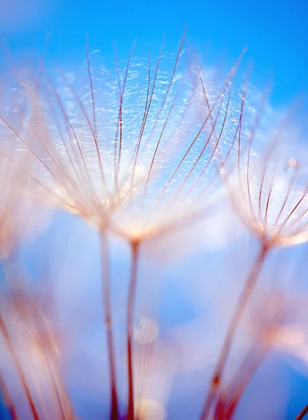 抽象的なタンポポの花の背景 — ストック写真
