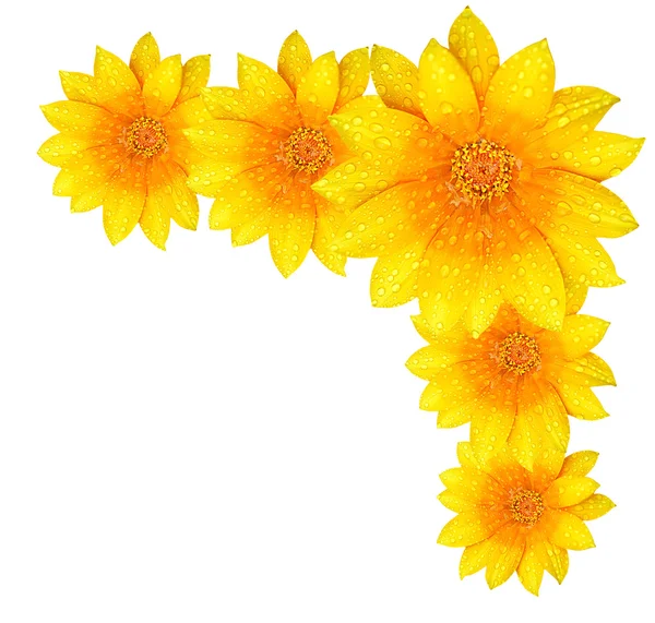 Gelber Blütenrand — Stockfoto