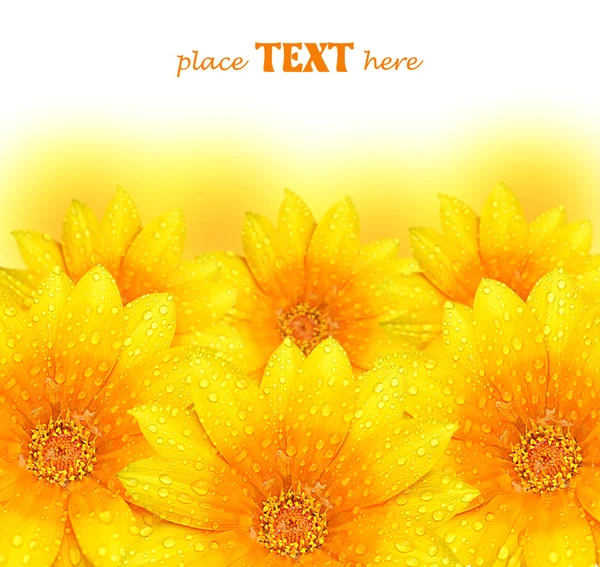 黄色い花の抽象的な背景 — ストック写真