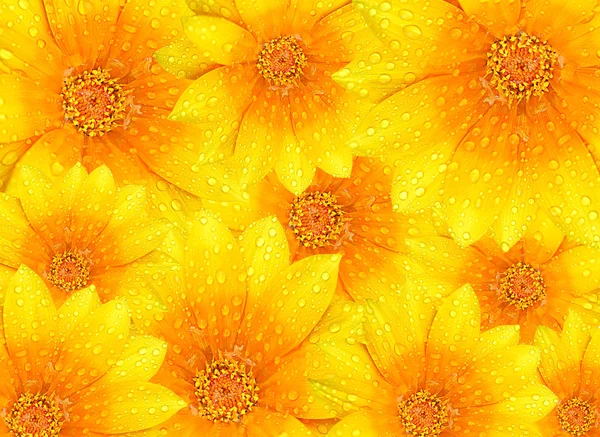 Färska gula blommor bakgrund — Stockfoto