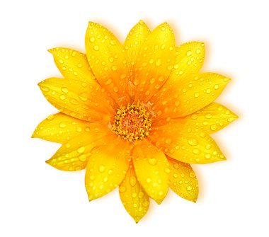 Yellow fresh flower clipart