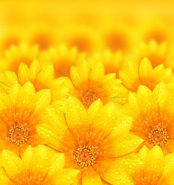 Fresh yellow flower background clipart