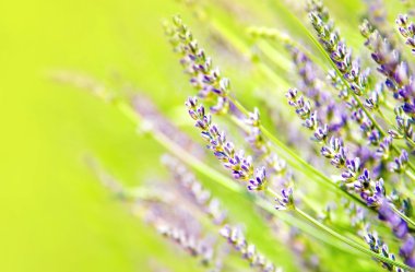 Fresh lavender field clipart