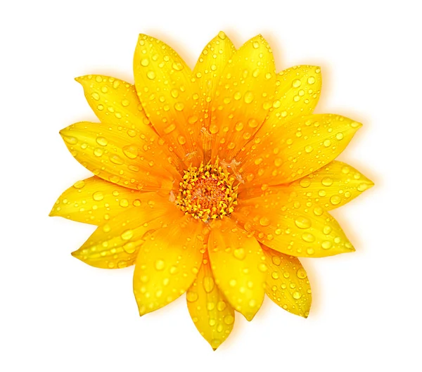 Κίτρινο φρέσκο λουλούδι — Φωτογραφία Αρχείου