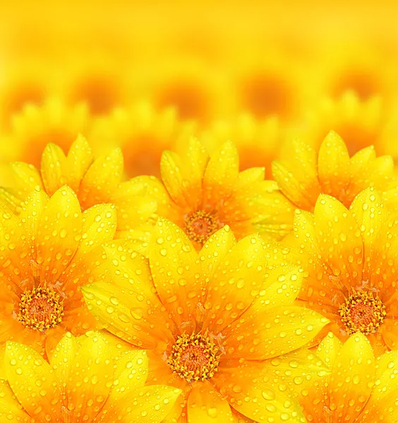 Fondo fresco flor amarilla — Foto de Stock