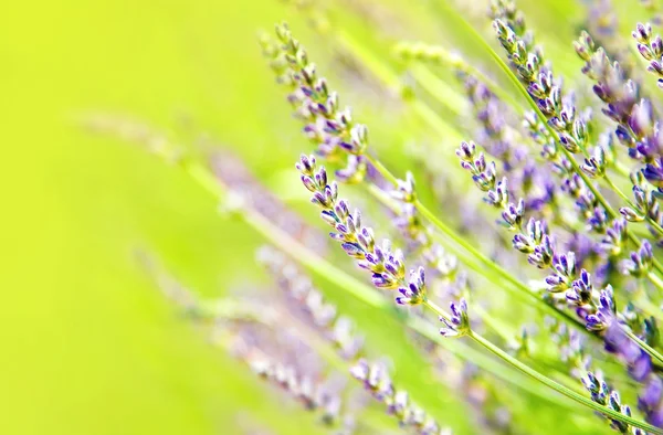 Frisches Lavendelfeld — Stockfoto
