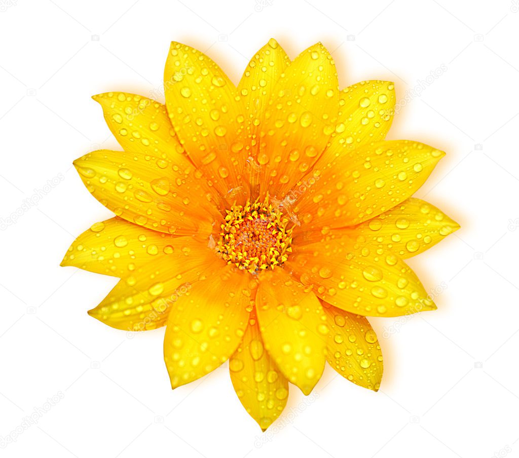 Yellow fresh flower