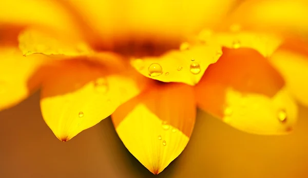 Fondo de flores abstracto — Foto de Stock
