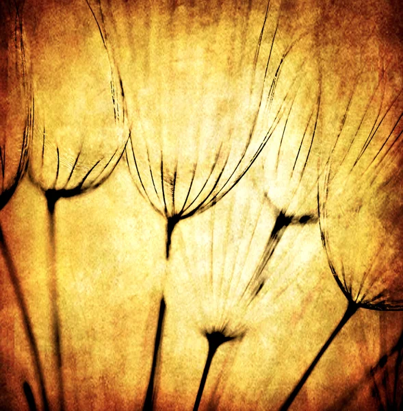 Grunge abstract dandelion flower background — Stock Photo, Image
