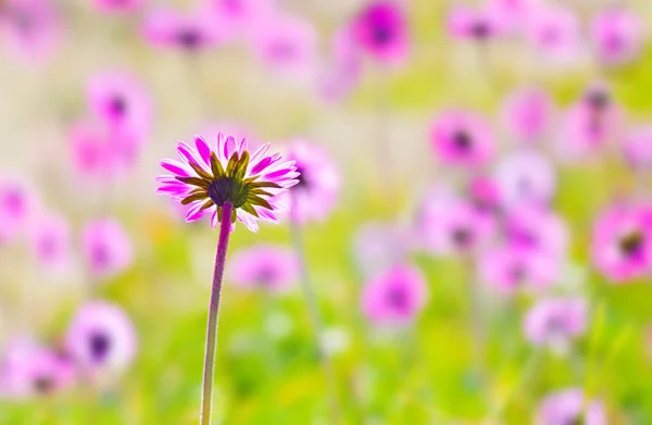 Pink flower field — Stock Photo, Image