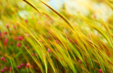 Wheat field clipart