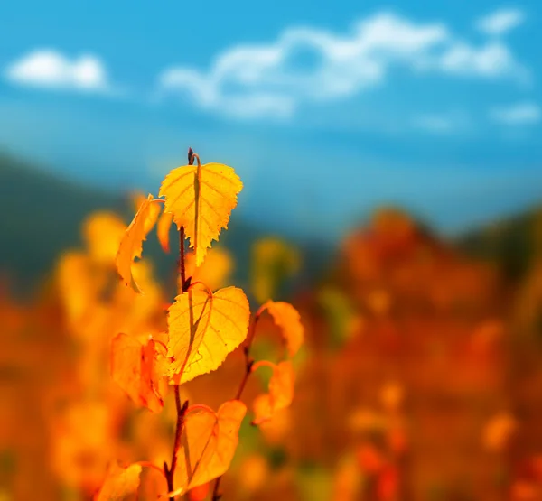 Herfst achtergrond — Stockfoto